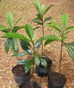Big Jim Loquat Tree - Live Plant Seedling, 1-2 ft Tall, 6 inch Pot - Image 2