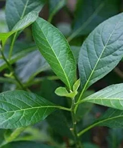 Bitter Leaf Plant – Vernonia amygdalina – Live Plant – 1 Foot Tall – 6 Inch Pot - Image 2