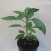 Bitter Leaf Plant – Vernonia amygdalina – Live Plant – 1 Foot Tall – 6 Inch Pot - Image 1