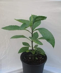 Bitter Leaf Plant – Vernonia amygdalina – Live Plant – 1 Foot Tall – 6 Inch Pot - Image 1