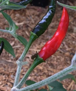 Black Cobra Pepper Live Plant – 6 inch Pot – Hot Chili – Ornamental Edible - Image 2