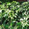 Black Cobra Pepper Live Plant – 6 inch Pot – Hot Chili – Ornamental Edible - Image 1