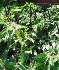Black Cobra Pepper Live Plant – 6 inch Pot – Hot Chili – Ornamental Edible - Image 1