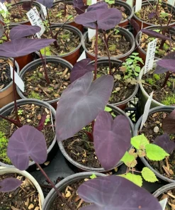 Black Coral Colocasia Live Plant – 4 inch Pot – Indoor/Outdoor Elephant Ear - Image 2