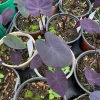 Black Coral Colocasia Live Plant – 4 inch Pot – Indoor/Outdoor Elephant Ear - Image 1