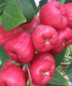 Black Dinamond Wax Apple Live Plant – 1-2 Ft Tall – 3 Gallon Pot – Outdoor Fruit Tree - Image 1
