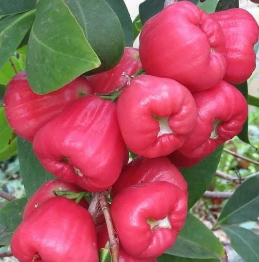 Black Dinamond Wax Apple Live Plant – 1-2 Ft Tall – 3 Gallon Pot – Outdoor Fruit Tree - Image 1