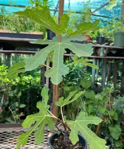 Black Mission Fig Tree Live Plant – 1-2ft Tall in 6" Pot – Fruit Tree - Image 2