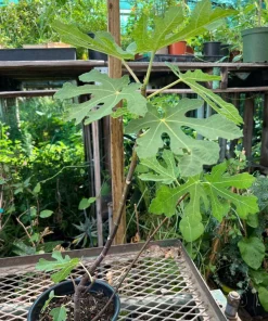 Black Mission Fig Tree Live Plant – 1-2ft Tall in 6