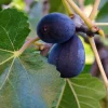 Black Mission Fig Tree Live Plant – 1-2ft Tall in 6" Pot – Fruit Tree - Image 1