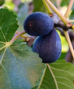 Black Mission Fig Tree Live Plant – 1-2ft Tall in 6" Pot – Fruit Tree - Image 1