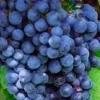 Black Monukka Seedless Grape Live Plant - 1 Plant, 1 ft Tall, in 6 inch Pot - Outdoor Fruit Vine - Image 1
