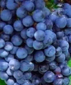 Black Monukka Seedless Grape Live Plant - 1 Plant, 1 ft Tall, in 6 inch Pot - Outdoor Fruit Vine - Image 1