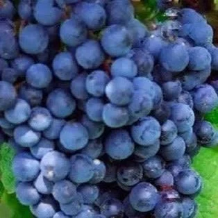 Black Monukka Seedless Grape Live Plant - 1 Plant, 1 ft Tall, in 6 inch Pot - Outdoor Fruit Vine - Image 1