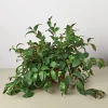 Black Pagoda Lipstick Plant - Live Aeschynanthus Plant - 6-12 inches Tall - Ships in 6 inch Pot - Image 1