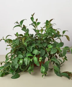 Black Pagoda Lipstick Plant - Live Aeschynanthus Plant - 6-12 inches Tall - Ships in 6 inch Pot - Image 1