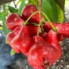Black Pearl Wax Apple Live Plant – 1-2 Feet Tall – Ships in 3 Gallon Pot - Image 1