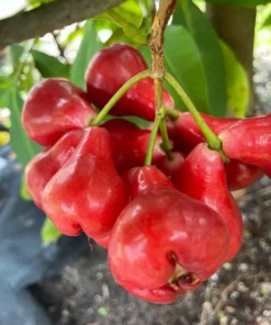 Black Pearl Wax Apple Live Plant – 1-2 Feet Tall – Ships in 3 Gallon Pot - Image 1