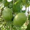 Black Sapote Live Plant - 1 Ft Tall, Tropical Fruit Tree in 6 inch Pot - Image 1