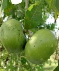 Black Sapote Live Plant - 1 Ft Tall, Tropical Fruit Tree in 6 inch Pot - Image 1