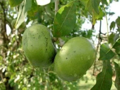 Black Sapote Live Plant - 1 Ft Tall, Tropical Fruit Tree in 6 inch Pot - Image 1