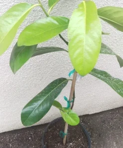 Black Sapote Live Plant - Chocolate Pudding Fruit Tree, 2-3 ft Tall, 3 Gal Pot - Image 2