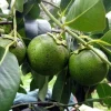 Black Sapote Live Plant - Chocolate Pudding Fruit Tree, 2-3 ft Tall, 3 Gal Pot - Image 1