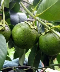 Black Sapote Live Plant - Chocolate Pudding Fruit Tree, 2-3 ft Tall, 3 Gal Pot - Image 1