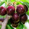 Black Tartarian Cherry Tree Live Plant – 3 Feet Tall – Potted Fruit Tree - Image 1