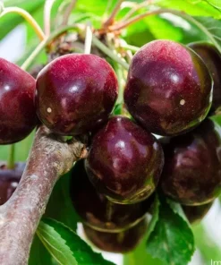 Black Tartarian Cherry Tree Live Plant – 3 Feet Tall – Potted Fruit Tree - Image 1