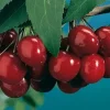 Black Tartarian Sweet Cherry Tree Live Plant – 3-4 ft Tall – 3 Gallon Pot - Image 1