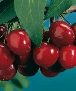 Black Tartarian Sweet Cherry Tree Live Plant – 3-4 ft Tall – 3 Gallon Pot - Image 1