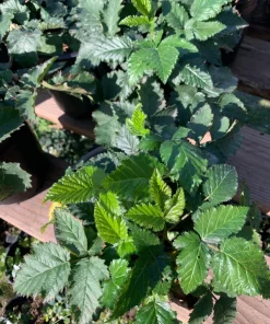 Blackberry Prime Ark Freedom Live Plant – Thornless Berry Bush – 1 Gallon Pot - Image 2
