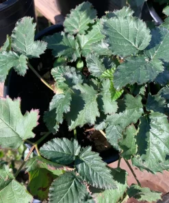 Blackberry Prime Ark Freedom Live Plant – Thornless Berry Bush – 1 Gallon Pot - Image 3