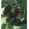 Blackberry Prime Ark Freedom Live Plant – Thornless Berry Bush – 1 Gallon Pot - Image 1