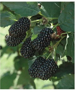 Blackberry Prime Ark Freedom Live Plant – Thornless Berry Bush – 1 Gallon Pot - Image 1