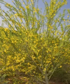 Blue Palo Verde Tree Live Plant - 1 Foot Tall - Shipped in 6 inch Pot - Outdoor - Image 2