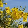 Blue Palo Verde Tree Live Plant - 1 Foot Tall - Shipped in 6 inch Pot - Outdoor - Image 1