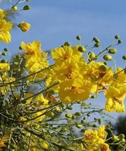 Blue Palo Verde Tree Live Plant - 1 Foot Tall - Shipped in 6 inch Pot - Outdoor - Image 1