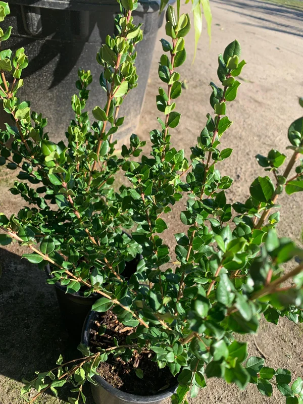 Blueberry Guava Live Plant (Luma apiculata) – 1 Foot Tall, 6 inch Pot - Image 2