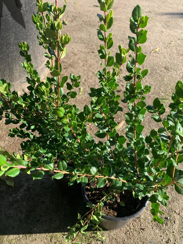 Blueberry Guava Live Plant (Luma apiculata) – 1 Foot Tall, 6 inch Pot - Image 3