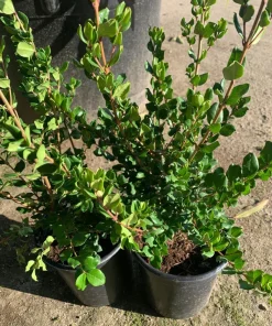 Blueberry Guava Live Plant (Luma apiculata) – 1 Foot Tall, 6 inch Pot - Image 4