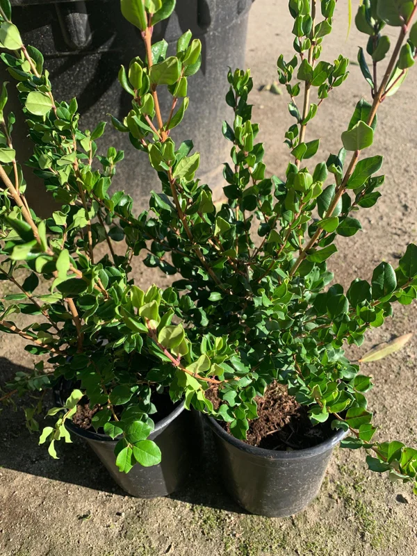 Blueberry Guava Live Plant (Luma apiculata) – 1 Foot Tall, 6 inch Pot - Image 4