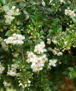 Blueberry Guava Live Plant (Luma apiculata) – 1 Foot Tall, 6 inch Pot - Image 5