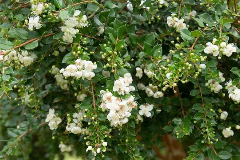 Blueberry Guava Live Plant (Luma apiculata) – 1 Foot Tall, 6 inch Pot - Image 5