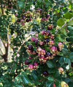 Blueberry Guava Live Plant (Luma apiculata) – 1 Foot Tall, 6 inch Pot - Image 1