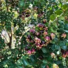 Blueberry Guava Live Plant - Luma apiculata - 2 ft Tall in 3 Gallon Pot - Image 1