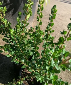 Blueberry Guava Live Plant - Luma apiculata - 2 ft Tall in 3 Gallon Pot - Image 2