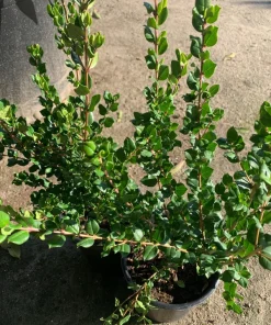Blueberry Guava Live Plant - Luma apiculata - 2 ft Tall in 3 Gallon Pot - Image 3