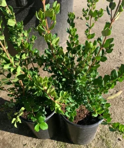 Blueberry Guava Live Plant - Luma apiculata - 2 ft Tall in 3 Gallon Pot - Image 4